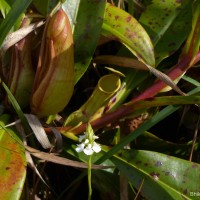 Nepenthes distillatoria L.